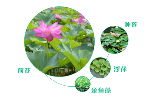 如何選擇污水處理工程的人工濕地植物？