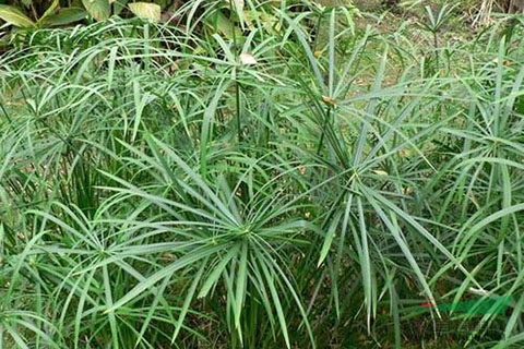 水中微生物、水生植物對(duì)人工濕地的影響